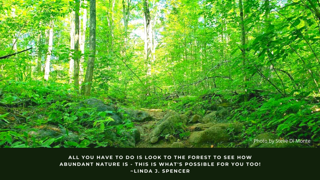Abundance quote: All you have to do is look to the forest to see how abundant nature is - this is what is possible for you too.